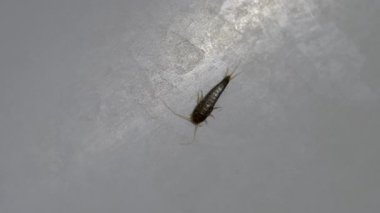 Gümüş Balık Lepisma saccharina