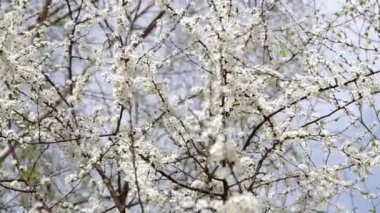 Çalılar bloom bahar
