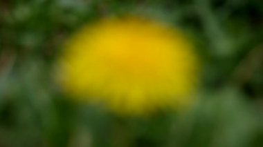 Sarı karahindiba Rüzgar