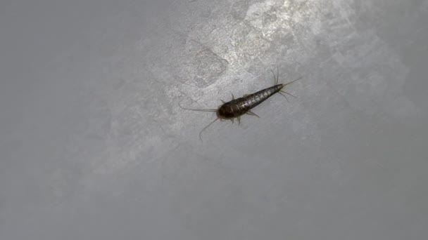 Silverfish Lepisma saccharina — Stock video