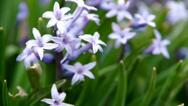 Весенние фиолетовые цветы — стоковое видео