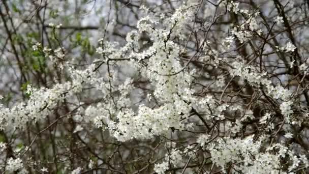 Struiken bloeien in de lente — Stockvideo