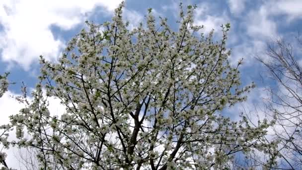 Körsbärsträd på våren — Stockvideo