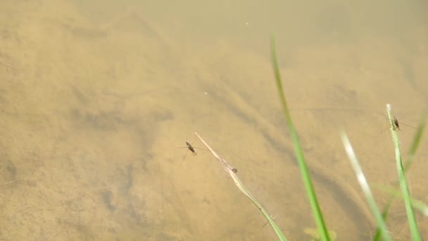 蚊子在水面上 — 图库视频影像