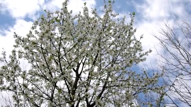 Cerezos en primavera — Vídeos de Stock