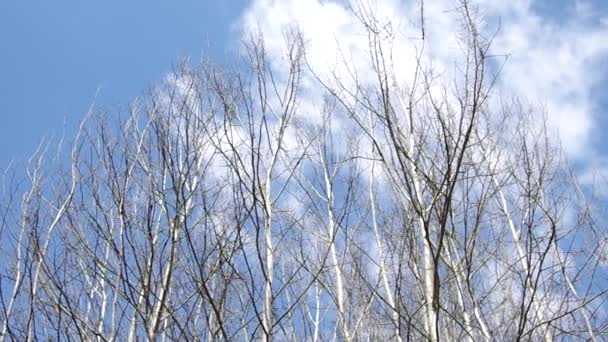 Birch tree — Stock Video