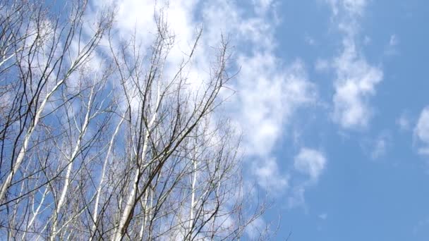 Birch tree — Stock Video