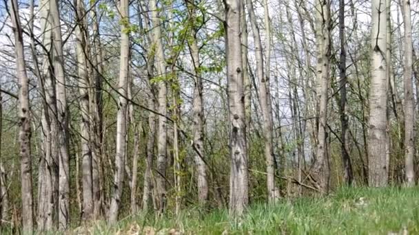 Árboles en el bosque — Vídeo de stock