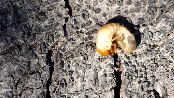 Larva de cockchafer — Vídeo de stock