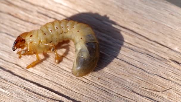 Larva dari cockchafer — Stok Video