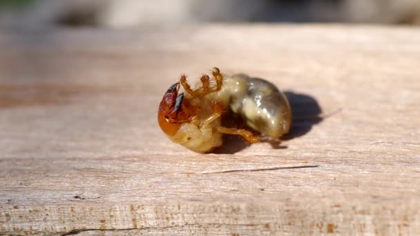 Larva de cockchafer — Vídeo de stock