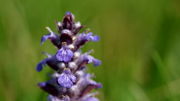 Flor violeta en el prado — Vídeos de Stock