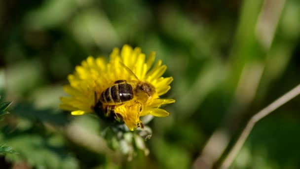Včela na Pampeliška — Stock video