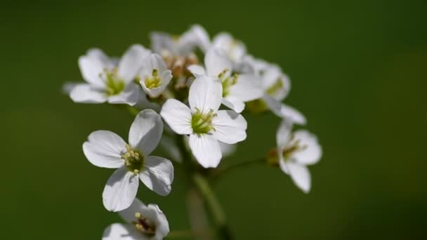 Flores silvestres blancas — Vídeo de stock