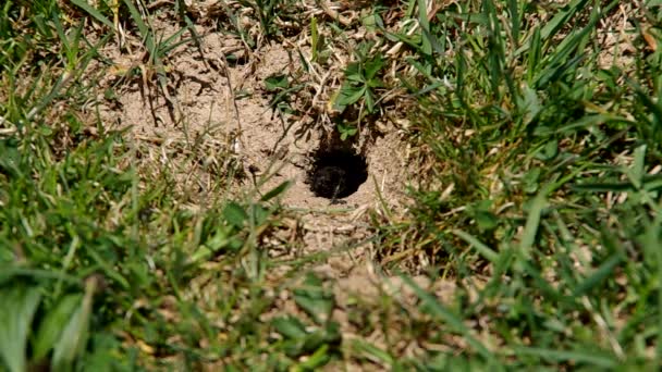 Kleine schwarze Insekten — Stockvideo