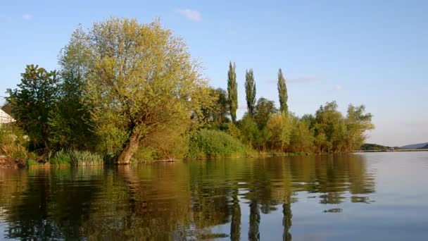 Saule sur la rive du lac 