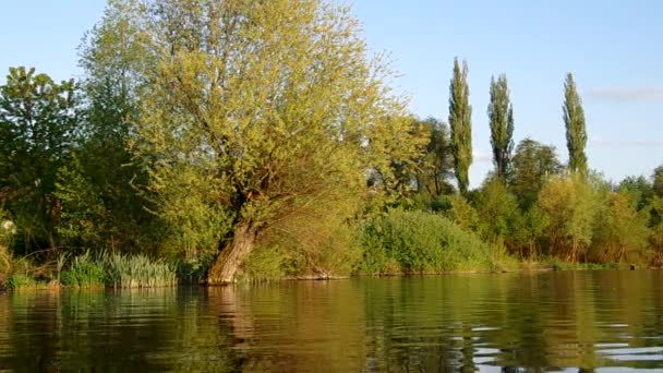 Saule sur la rive du lac 