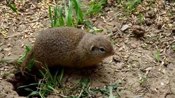 Ardilla terrestre europea — Vídeos de Stock