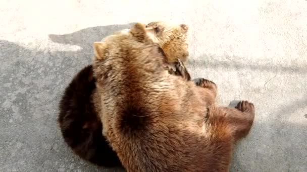 Два бурых медведя — стоковое видео