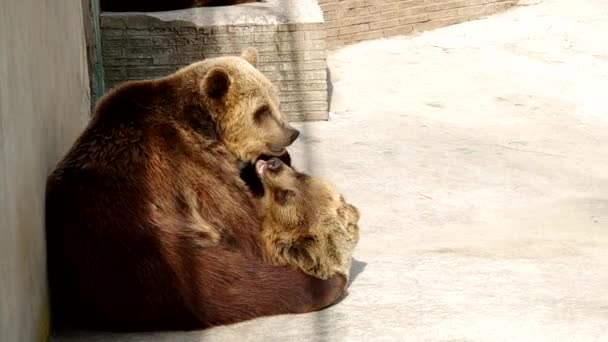 Twee bruine beren — Stockvideo