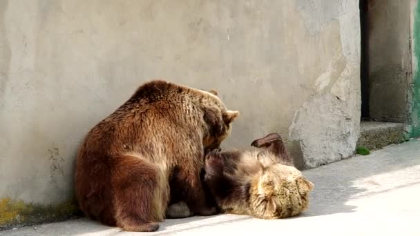 Deux ours bruns 