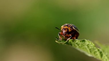 Çizgili colorado böceği