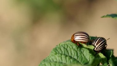 Colorado böcekleri iki çizgili