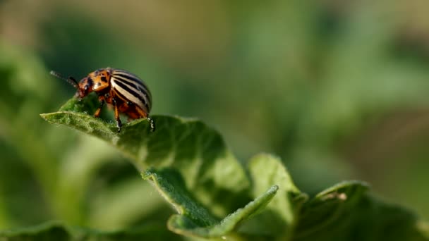 Escarabajo colorado rayado — Vídeos de Stock