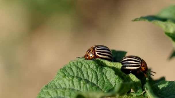 The two striped colorado beetles — Stock Video