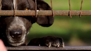 Köpek çitin arkasında.