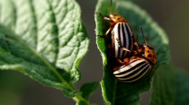 iki patates yaprak üzerinde çiftleşme colorado böcekleri çizgili