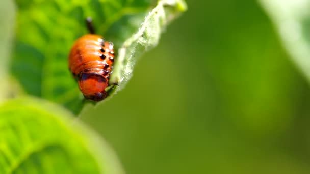 Larva su foglia di patata — Video Stock