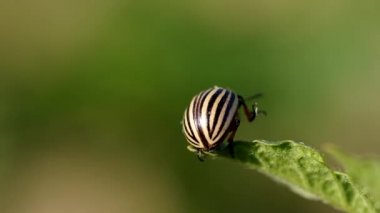 Çizgili colorado böceği