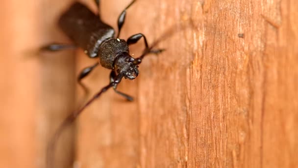 Cerambyx cerdo on a wooden board — Stock Video