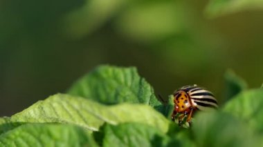 Çizgili colorado böceği