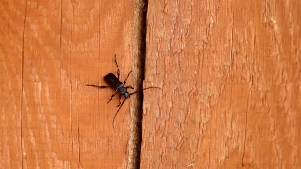 Cerambyx cerdo en una tabla de madera — Vídeo de stock