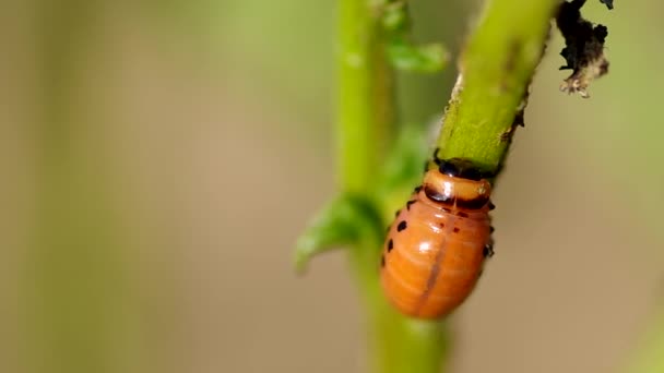 Larva su foglia di patata — Video Stock