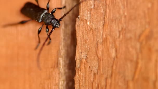 Cerambyx cerdo on a wooden board — Stock Video