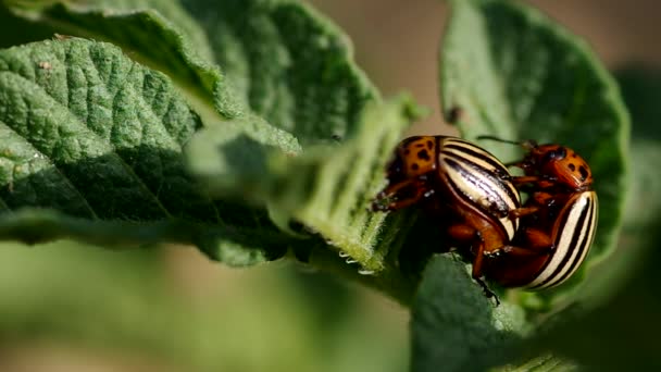 两个带区卷上马铃薯叶交配的科罗拉多甲虫 — 图库视频影像