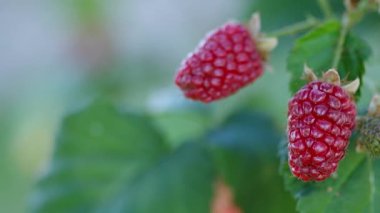 Tayberry - Rubus x Tayberry