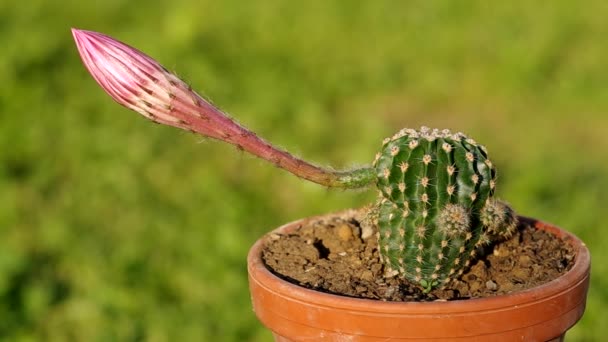 Bloeiende cactus — Stockvideo