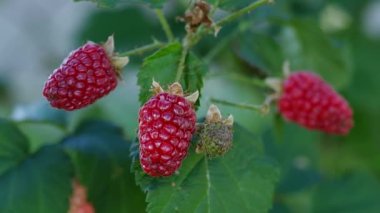 Tayberry - Rubus x Tayberry