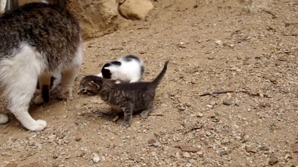 Три маленьких кота — стоковое видео