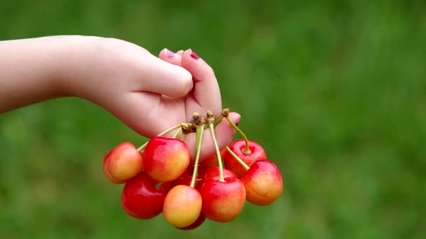 Třešně v rukou dívky — Stock video