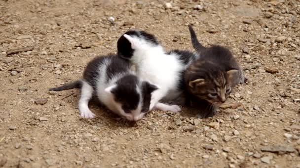 Three small cats — Stock Video