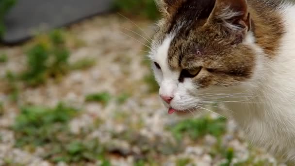 Katzen lecken und sehen aus — Stockvideo