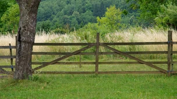 Fence in the orchard — Stock Video