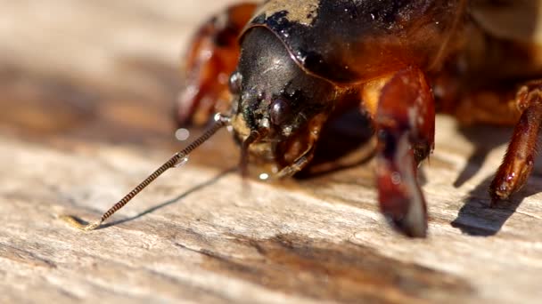 Köstebek kriket, Gryllotalpa gryllotalpa — Stok video