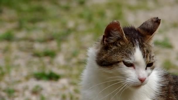 Katzen lecken und sehen aus — Stockvideo