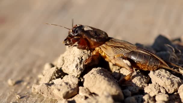 Grilo mole, Gryllotalpa gryllotalpa — Vídeo de Stock